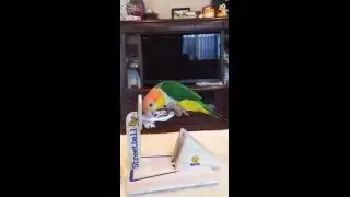 Каик играет в баскетбол