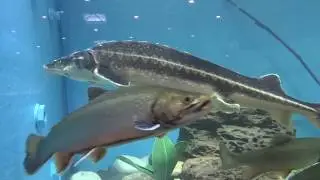 Obří akvárium na FOR FISHING 2020