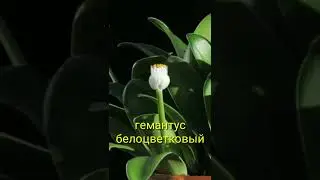 Основные требования при выращивании ☝️🤗 ГЕМАНТУСА☝️