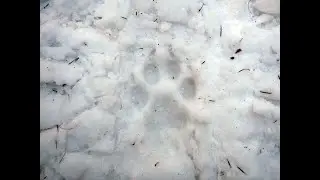 След волка