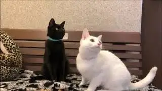 Max and Jupiter