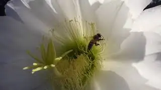 Busy Buzzing Bee On My Cactus Flower