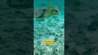 Видели черепах на Сейшельских островах? 🐢  #туристы #travel #путешествия #сейшелы #черепахи