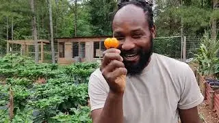 Scotch Bonnets Peppers Are Ready to Start Harvesting!!!