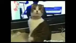 Котяра Девид Блейн