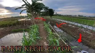 Punuh Ikan‼️ Ini Baru Spot Gac0r | Casting Ikan Gabus