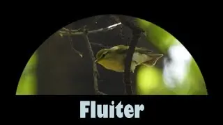 Natuurvideo: Fluiter