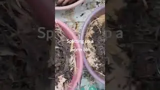 HOW TO SETUP A WORM BIN  