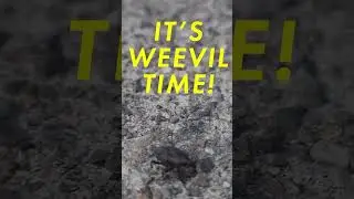 Boots and Snoots! IT'S WEEVIL TIME BABY!   