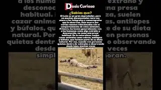 Por qué un león no te ve como su próxima comida 