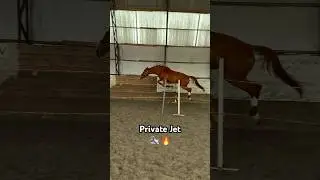 Шпринт булочный ✈️ #шпринт #лошади #hor #horses #конкур