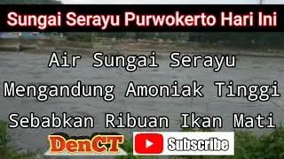 Fenomena Sungai Serayu || INI SEBAB MENGAPA RIBUAN IKAN MENGAMBANG DI SUNGAI SERAYU (HARI INI)