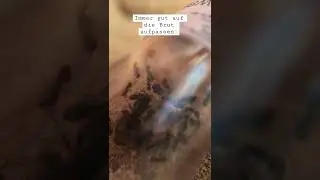 Die Lasius niger betreiben fleißig Brutpflege. Hauptverantwortliche schaut nur zu. #ameisen