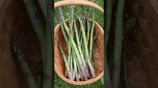 Asparagus harvest #harvesttime #asparagus #gardenharvest #gardening #growfood #harvest #garden