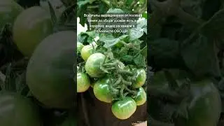 МЕГА УРОЖАЙНЫЕ СОРТА КОМНАТНЫХ 