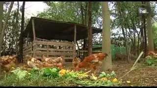 HDL Tu basura vale un huevo: gallinas se alimentan de restos orgánicos en una granja urbana