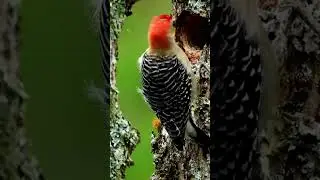 fauna bird carpenter woodpecker #wildlife #shorts #birds