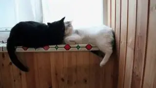 Забавный Кот жорик с друзьями.