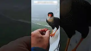 Every bird was watching the guy and this is what came out of it