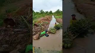 Trasplante de COCOS  #agriculturasostenible #agricultura #agriculturaresponsable