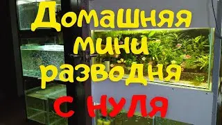 Домашняя МИНИ РАЗВОДНЯ с нуля. Разведение ГОЛУБОГО НЕОНА - полгода работы за 13 минут.