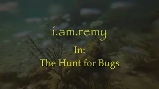 The Hunt for Bugs #SeaFood #LobsterSeason #TheHunt #ScubaDiving #ScubaDiver #ReefFishing