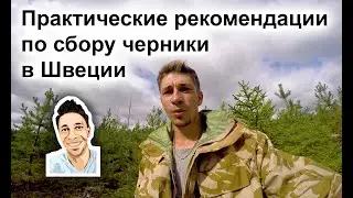 Практические рекомендации по сбору черники в Швеции