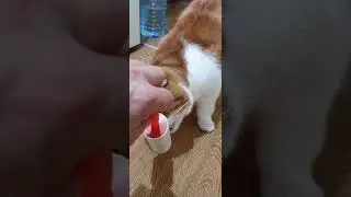 Это надо Видеть!!! Кот тащится, любит ролик для чистки одежды