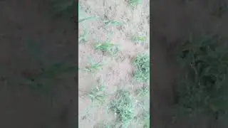 Highlight 1:24 - 6:24 from Agriculture 🌾🌿🌾🌿