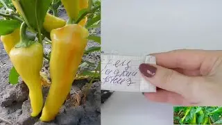 Семена перца и баклажанов купила у бабушки. Самые высокоурожайные и неприхотливые сорта.