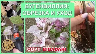 Обрезка и уход за бугенвиллией сорта Bidadari