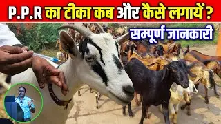 PPR का टीका बकरियों को कब और कैसे लगाएं।PPR vaccine Bakri ko Kab OR kaise lagayen। #omprakashausar