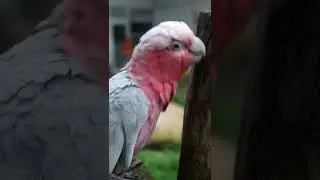 #natural #nationalgeographic #naturevideos #birds #birtsphotogrphy #instareels #nationalgeography