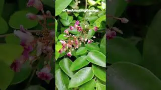 Carambola (Star fruit) flower and leaves #orchard #fruitlover #agriculture