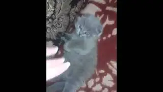 Игривый пушистик