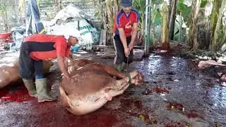 Jagal Sapi Professional saat Penyembelihan Hewan Qurban
