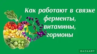 Как работают в связке ферменты,витамины,гормоны.