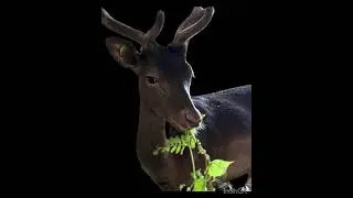 🖤❤️#2024 #instagram #photography #video #best #foryou #follow #farming #facts #family #animals