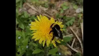 Шмель