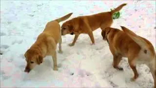 Labradors lovin' the snow