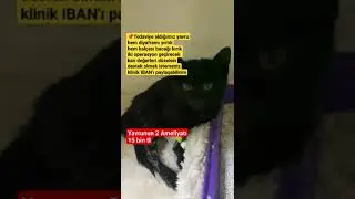 Diyaframdan hem bacak kalçadan ameliyat olacak toplam sadece ameliyat 15.bin 4 kedimiz daha tedavide