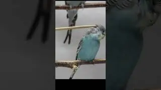 Как расчесать попугая