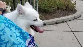 Wiggly tongue of American Eskimo dog