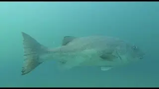La Jolla Fish Guide
