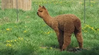 An Alpaca Pooping