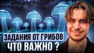Как не допустить ошибок с грибами? Как уводит УМ? Грибные задания