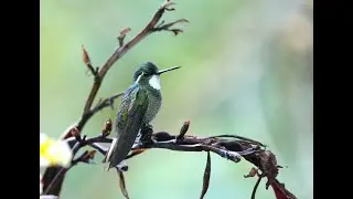 Birding at Miriam's Quetzals Restaurant, San Gerardo de Dota, Costa Rica. Sony A7 IV + Sony 100-400