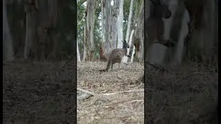 Kangaroos #kangaroo #roo #photography #wildlife #photo #australia #aus #aussie