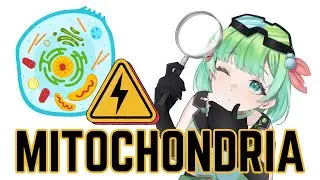 The Magic & Mystery of the Mitochondria ⚡💡