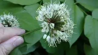 2023年5月31日観察記録 庭アイヌネギの花と庭山ウドの状況。(Alpine leek) Allium victorialis subsp. platyphyllum札幌